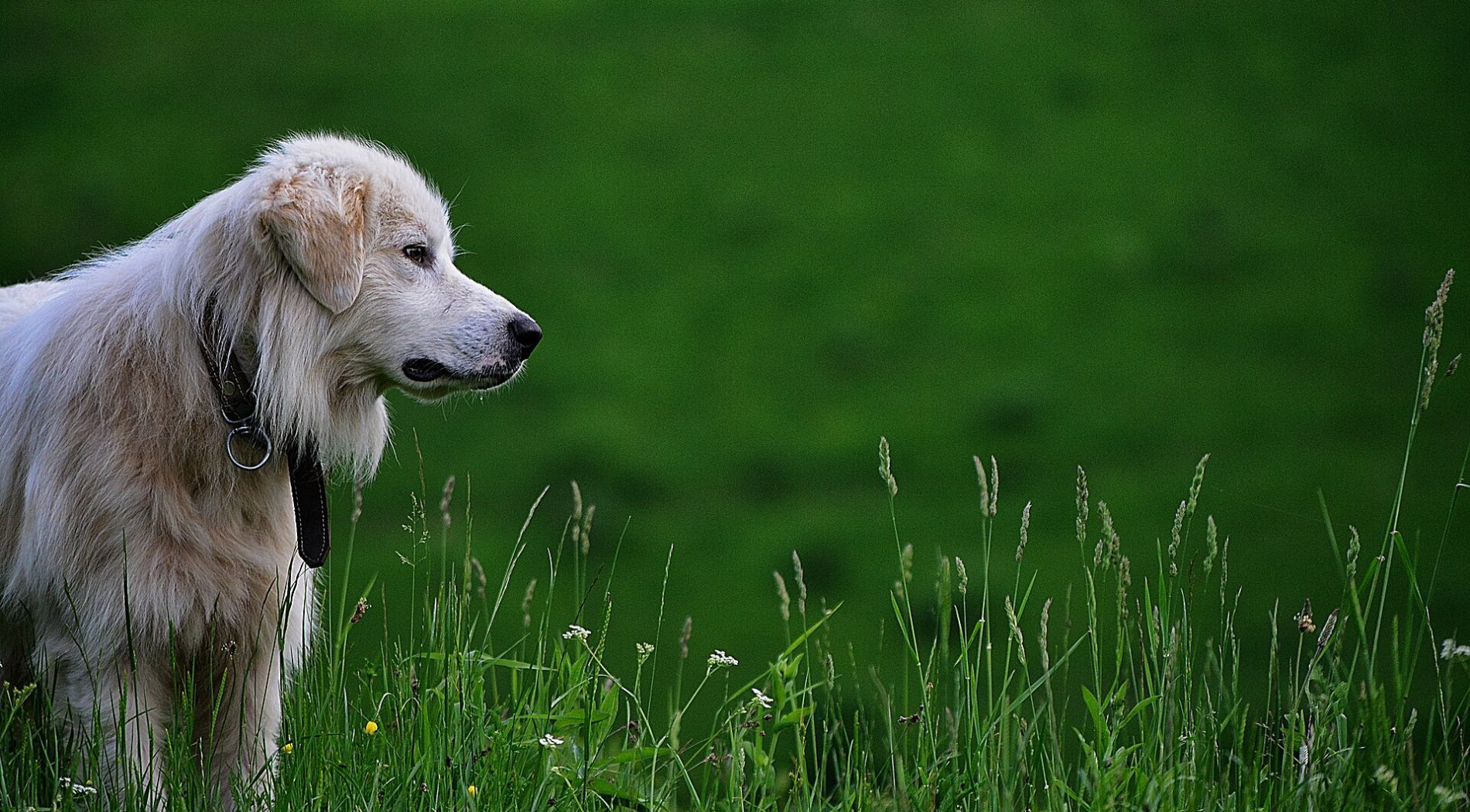 Veterinary clinics
